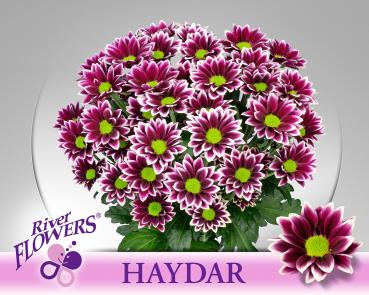 Vollsortiment - Chrysantheme große verzweigte, einfach violett/weiß